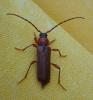 Phymatodes testaceus